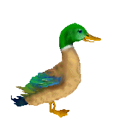 Bottom Animated Duck